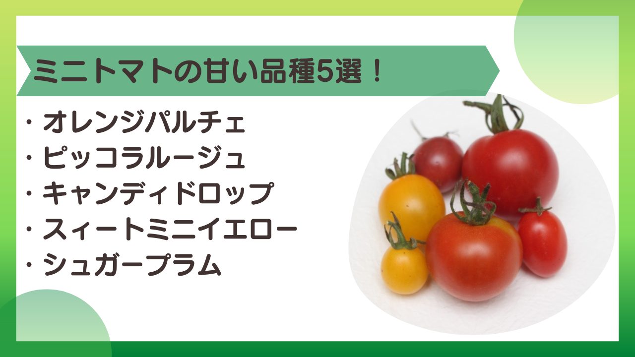 果物並みに甘いミニトマト大研究！プロが選ぶ人気極甘品種と栽培法