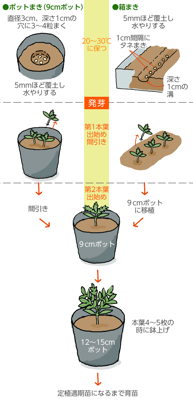 トマトの間引きを怠ると実がつかない？失敗しない時期と苗の選び方