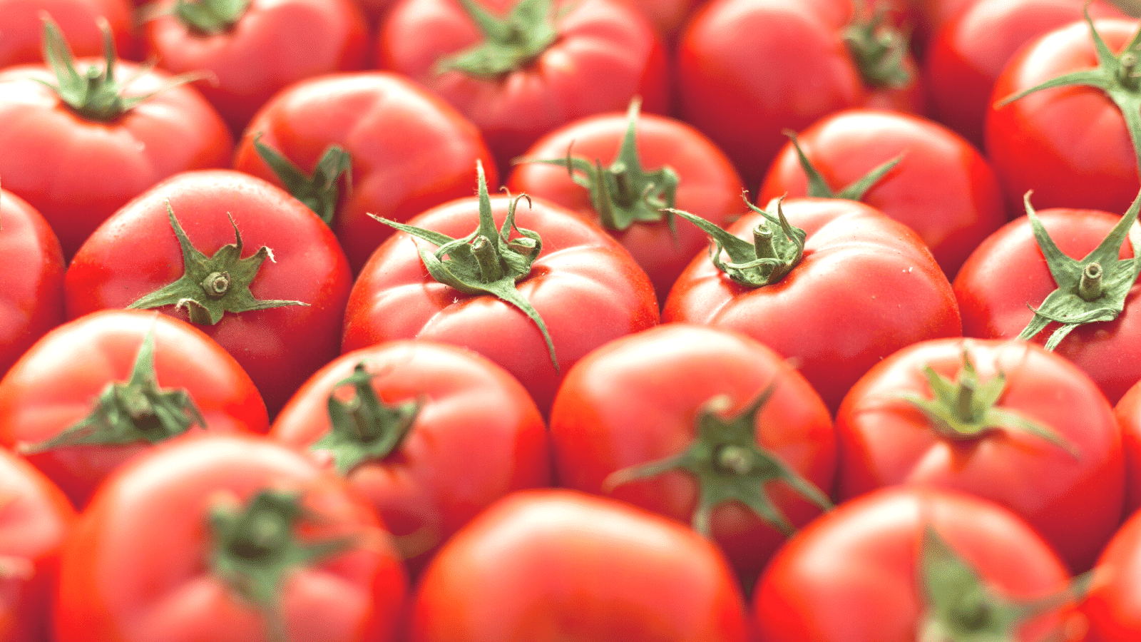 Why Tomatoes Are Red