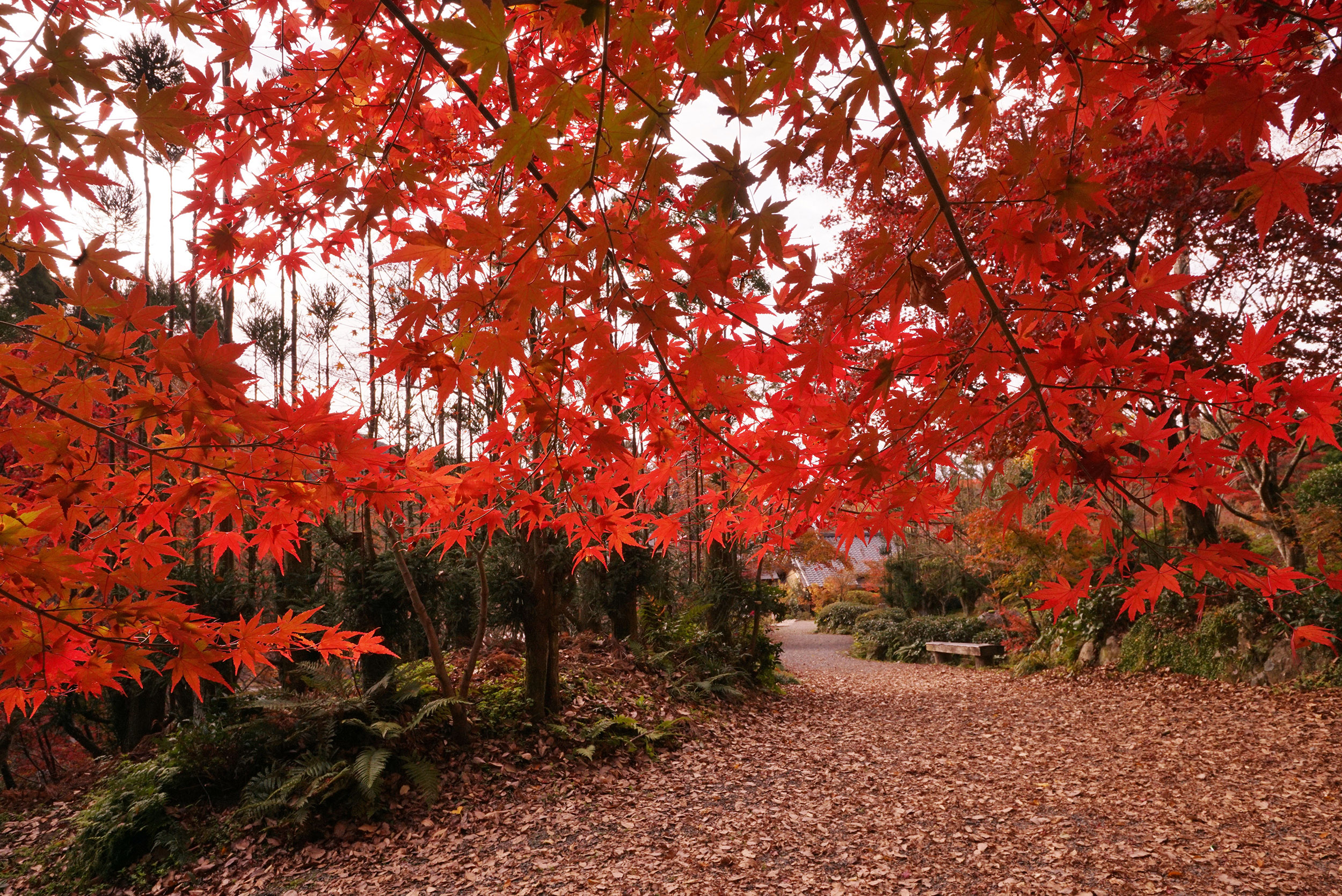 佐賀の奇跡！環境芸術の森が魅せる漆リフレクションと紅葉の極致
