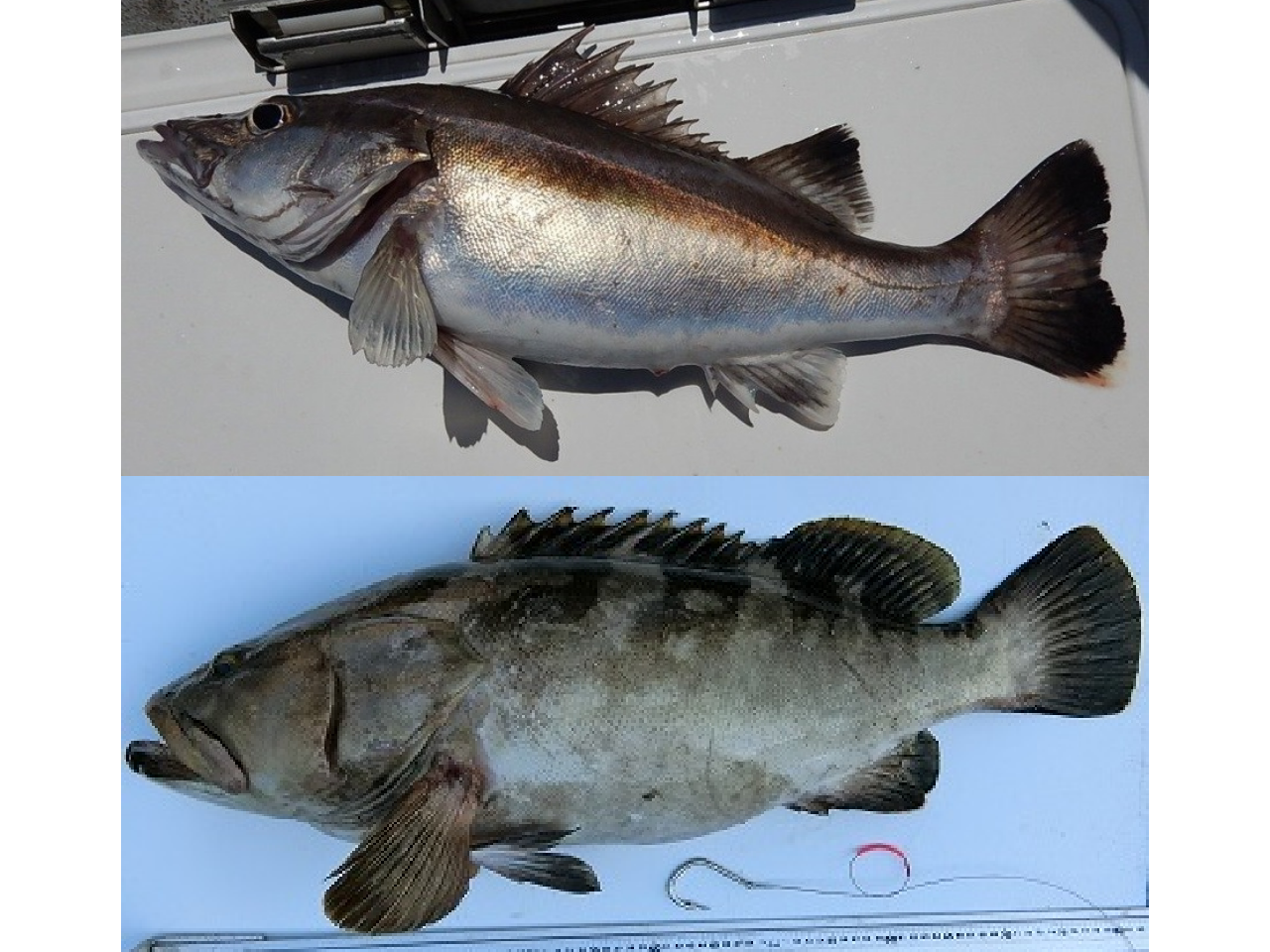 アラとクエの違いを徹底解剖！別魚種疑惑と価格・味の真相
