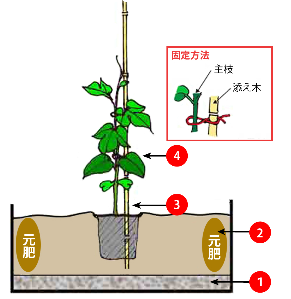 パッションフルーツ育て方完全版｜実がつかない原因と室内冬越しの極意