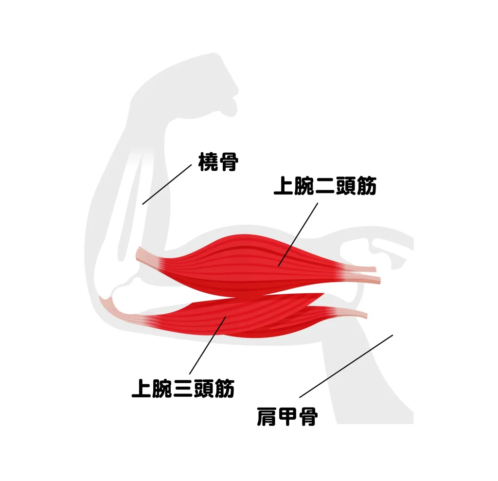 二頭筋が太くならない落とし穴を解明！長頭短頭を鍛え分ける最新筋トレ術