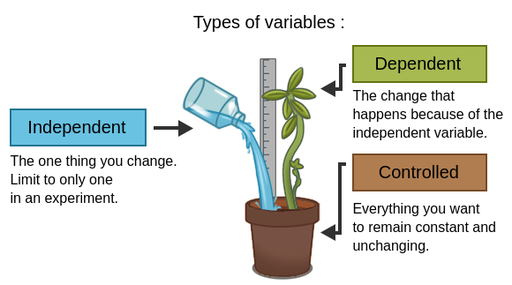 What Are Independent and Dependent Variables in an Experiment