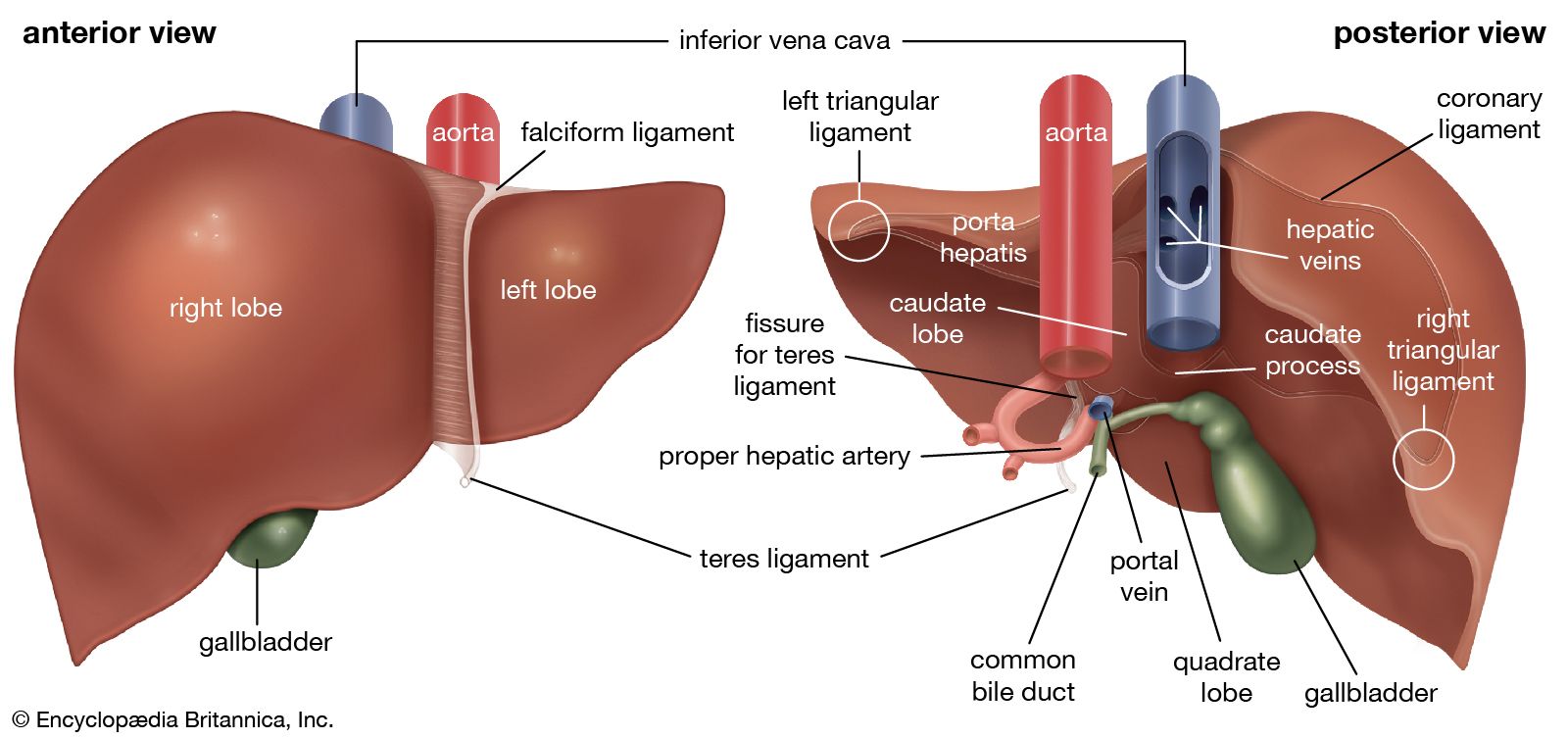 What Does Hepato Mean in Medical Terms