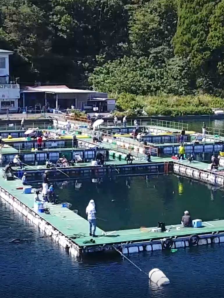 福井フィッシングランド日向は釣れる？料金・攻略と評判の真実