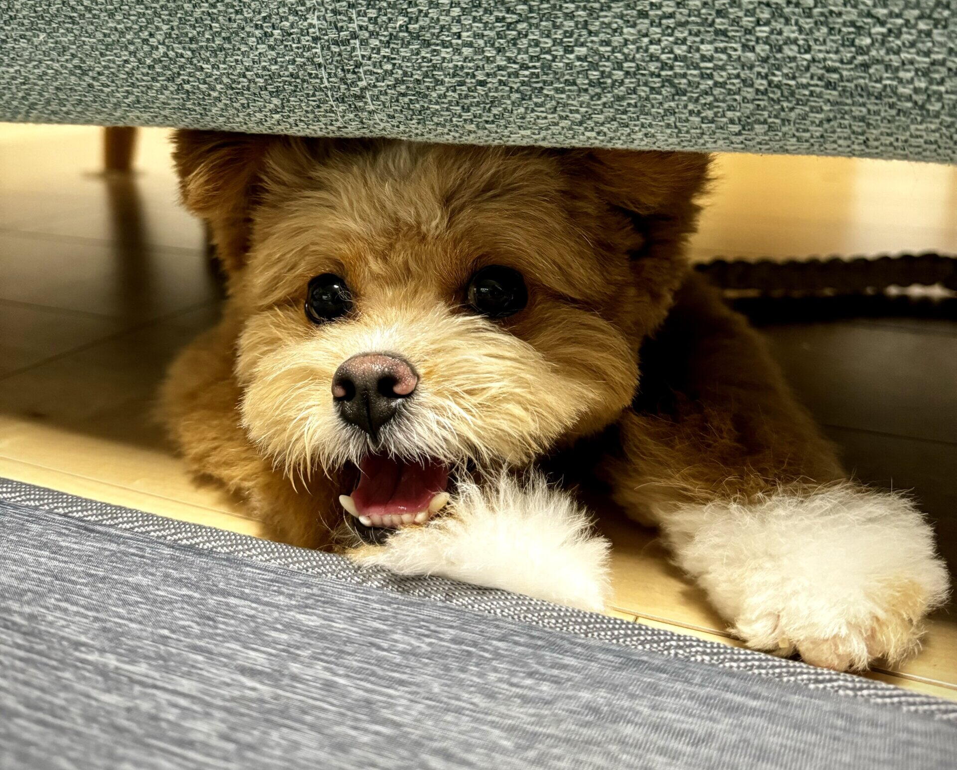 ポメプー成犬は可愛くない？噂の真相と後悔しない飼育・成長のリアル