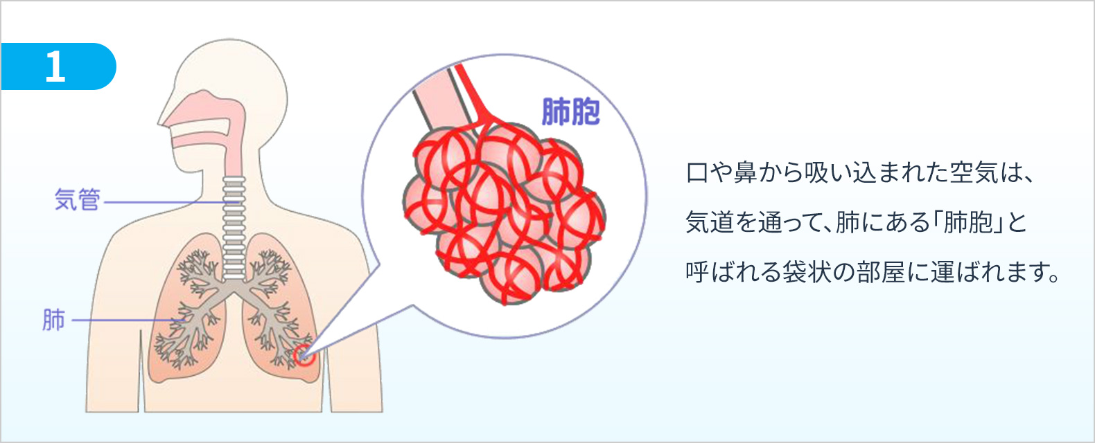 肺胞とは？テニスコート半面の神秘とガス交換の仕組みを徹底解説