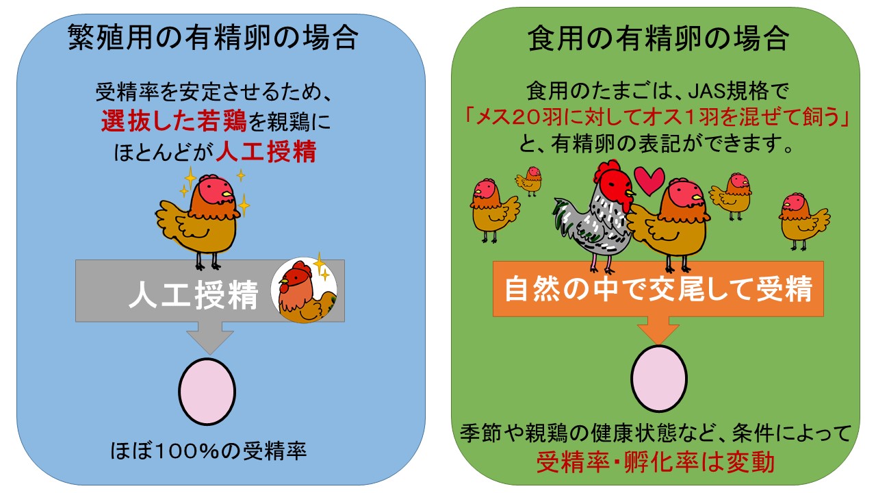 有精卵とは？無精卵との決定的な違いと「温めると孵化」の真相を暴く