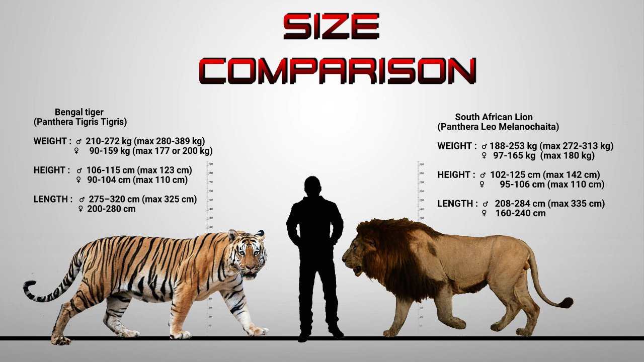 What Is Bigger a Lion or a Tiger