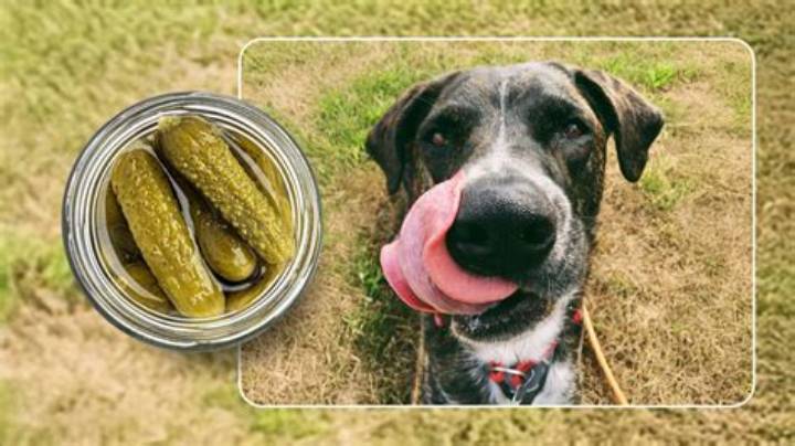 Can Dogs Have Pickles? What to Know About Safety and Risks