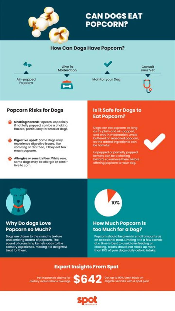 Can Dogs Have Popcorn? What to Know Before You Share