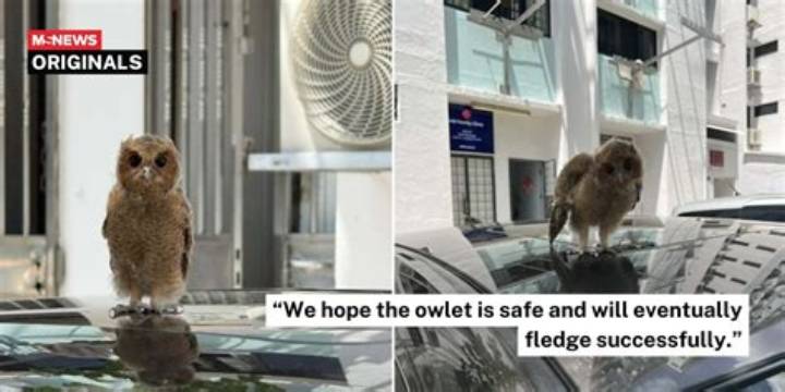 Dan Jordan Finds Baby Owl: What Happened and What It Means
