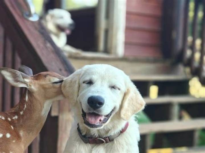 Golden Retriever and Deer Pool Day: What to Expect and How to Plan Safely