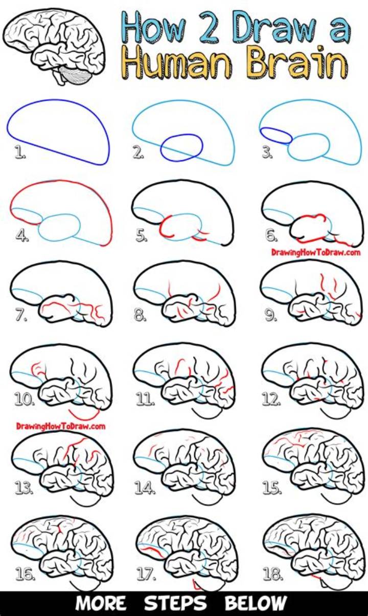 How to Draw a Brain: a Clear Step-by-Step Guide for Beginners