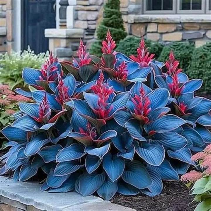 Midnight Blue Heart Plant: Care Guide, Common Problems, and Buying Tips