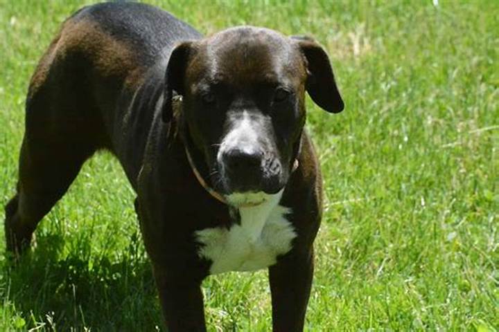 Pitbull Mix with Labrador Retriever: Temperament, Care, and Fit