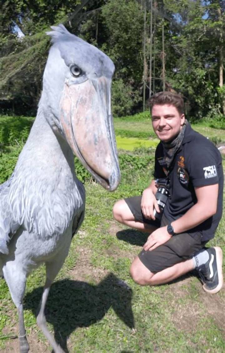 Shoebill Stork Next to a Person: What It Looks Like, Why It Matters