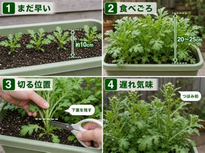 春菊の水耕栽培完全ガイド｜室内で年中育てるコツと収穫術