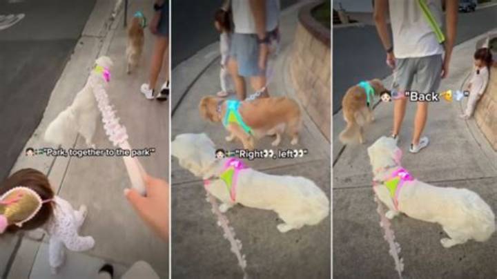 Toddler Warns Golden Retriever: What the Video Shows and What It Means