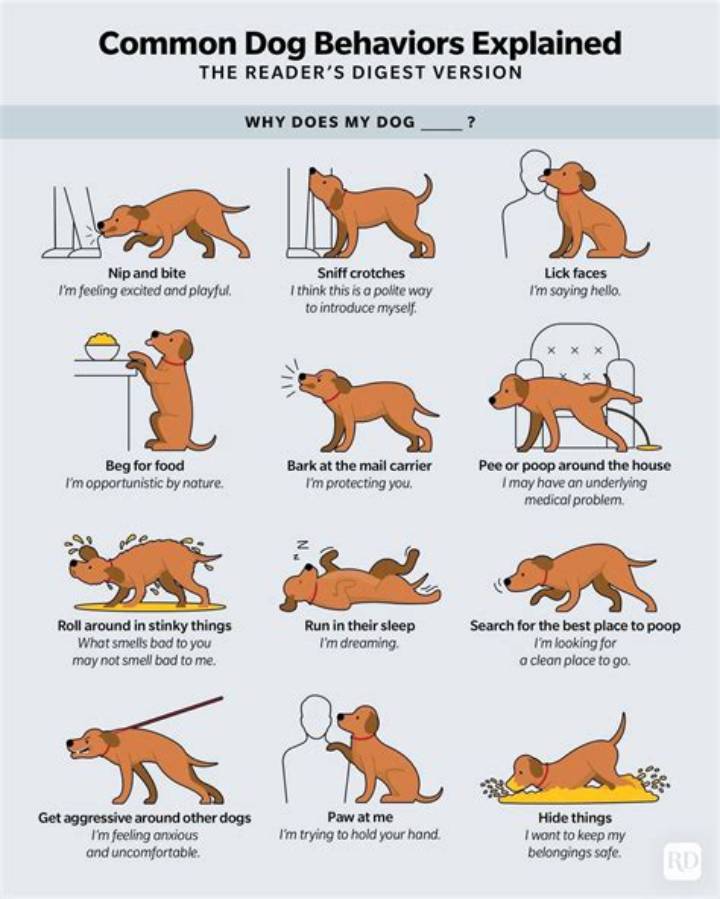 「What the Dog Doin」って何？犬の行動を見抜く読み解きガイド